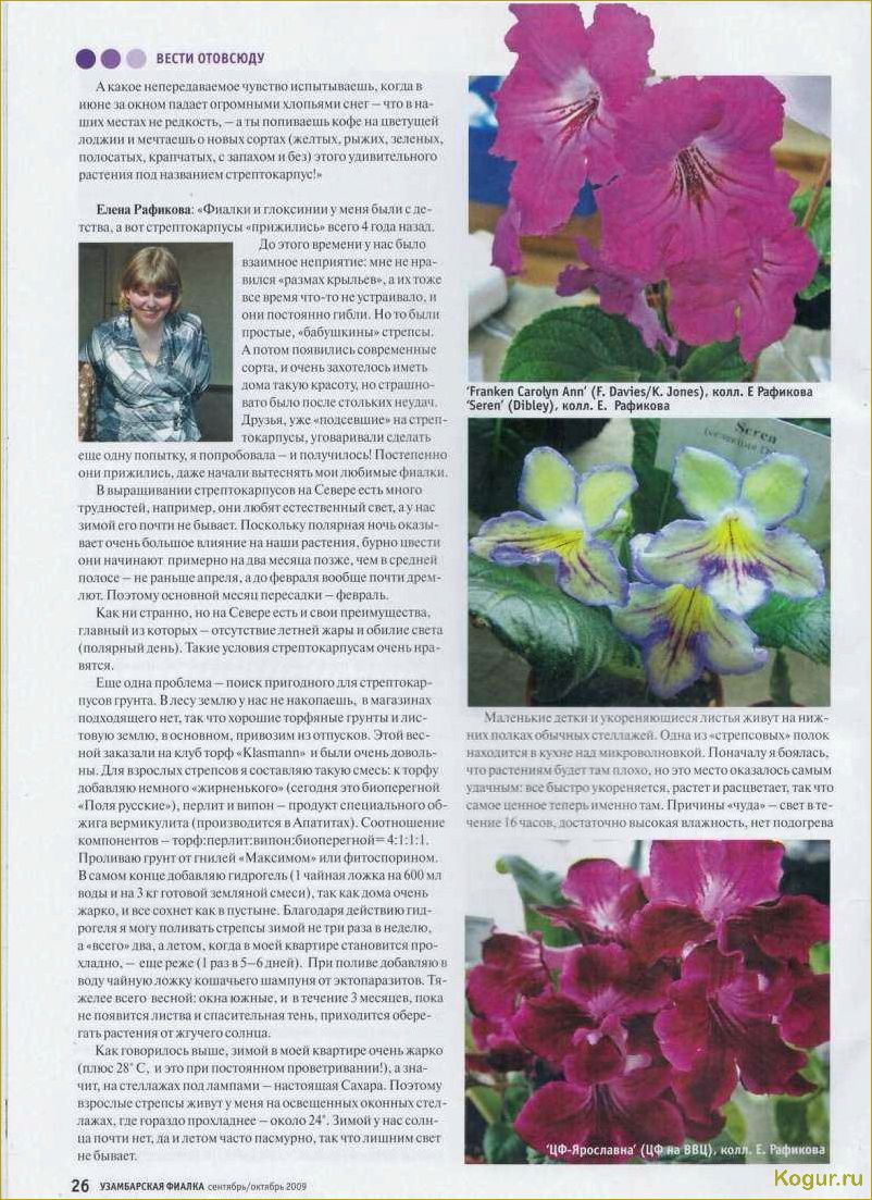 (виды, стрептокарпусов, советы, уходу) Виды стрептокарпусов и советы по уходу за ними