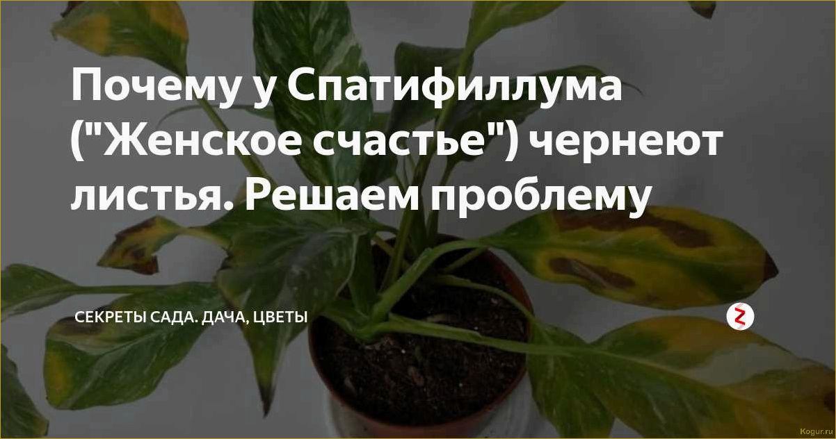 (чернеют, кончики, листьев, спатифиллума) Почему чернеют кончики листьев у спатифиллума и как помочь растению