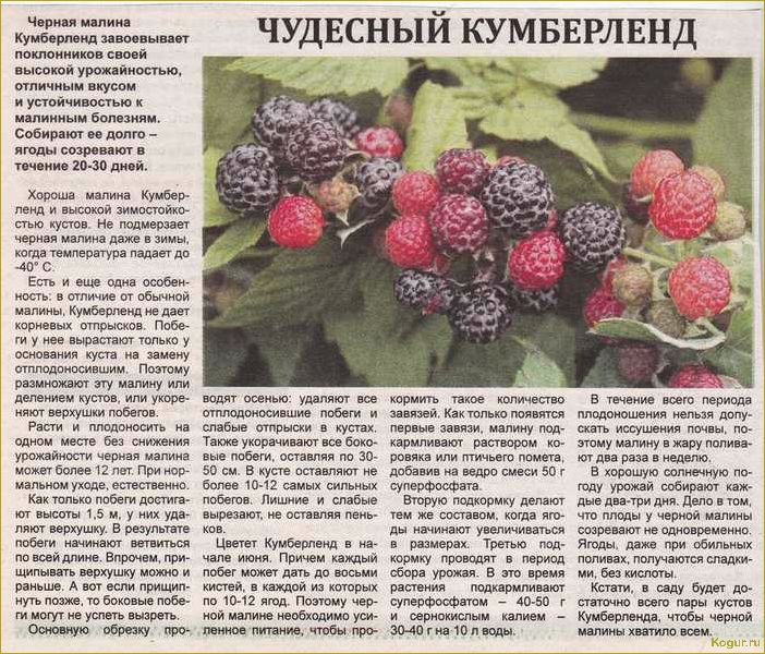 (посадка, малины, осенью, сроки, правила) Посадка малины осенью: сроки и правила