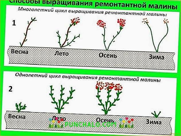 (посадка, малины, осенью, сроки, правила) Посадка малины осенью: сроки и правила