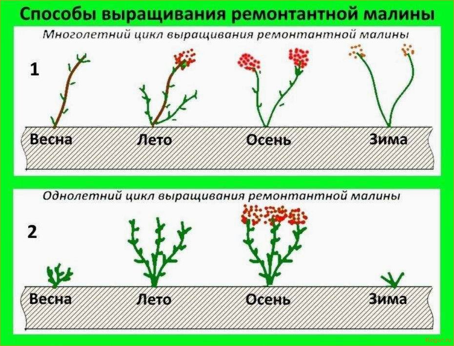 (посадка, малины, осенью, сроки, правила) Посадка малины осенью: сроки и правила