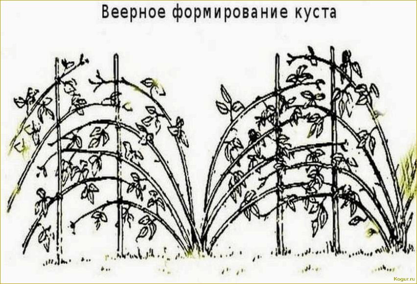 (посадка, малины, осенью, сроки, правила) Посадка малины осенью: сроки и правила