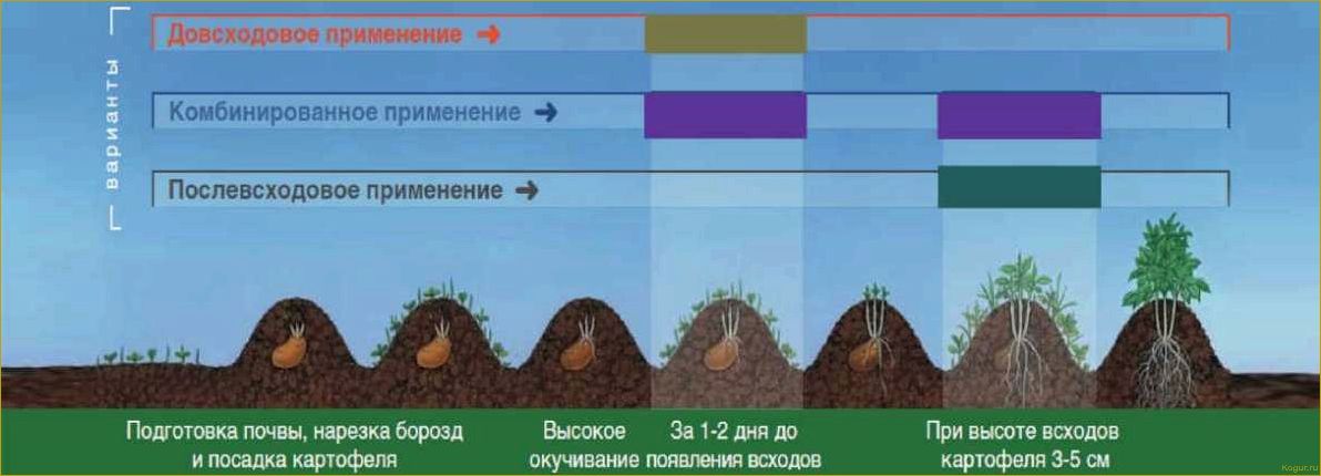 (гербицид, зенкор, цели, использования, дачном) Гербицид Зенкор: цели использования на дачном участке
