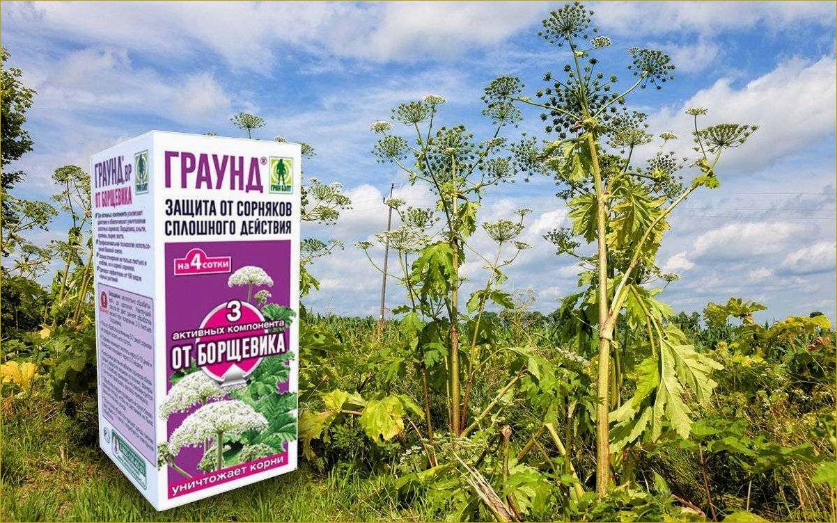 (гербицид, зенкор, цели, использования, дачном) Гербицид Зенкор: цели использования на дачном участке