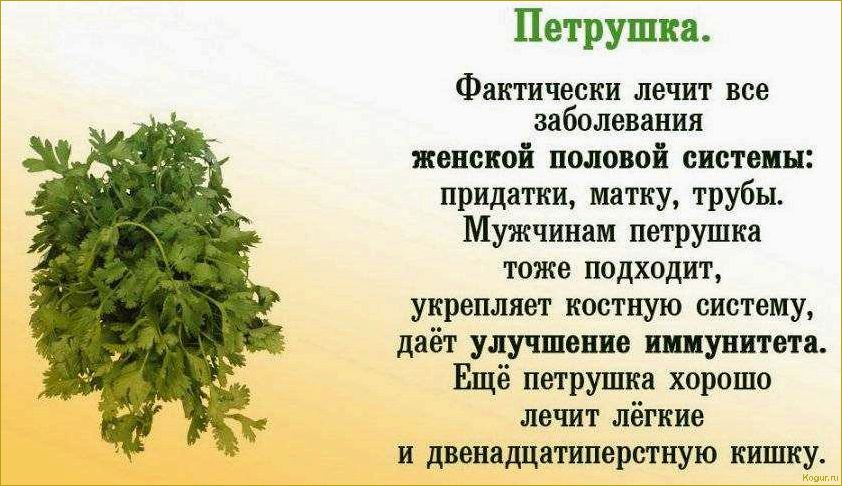Полезные свойства петрушки: как правильно употреблять