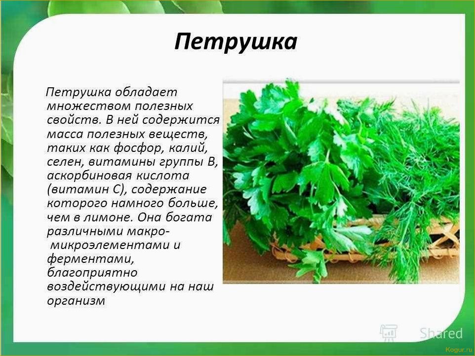 Полезные свойства петрушки: как правильно употреблять