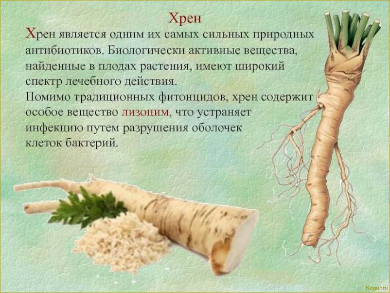 Полезные свойства петрушки: как правильно употреблять