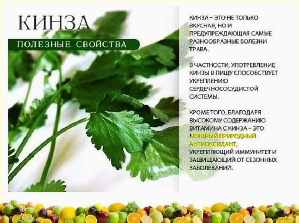 Полезные свойства петрушки: как правильно употреблять