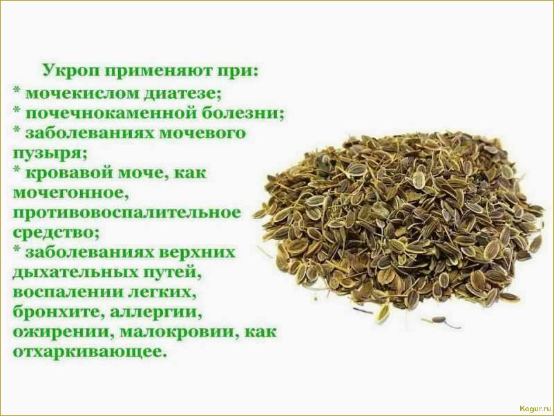 Полезные свойства петрушки: как правильно употреблять