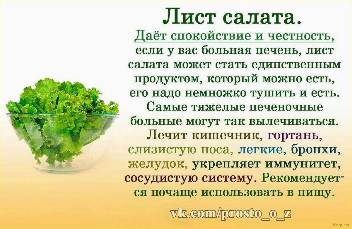 Полезные свойства петрушки: как правильно употреблять