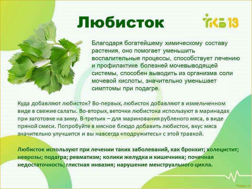 Полезные свойства петрушки: как правильно употреблять