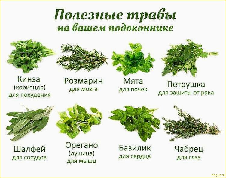 Полезные свойства петрушки: как правильно употреблять