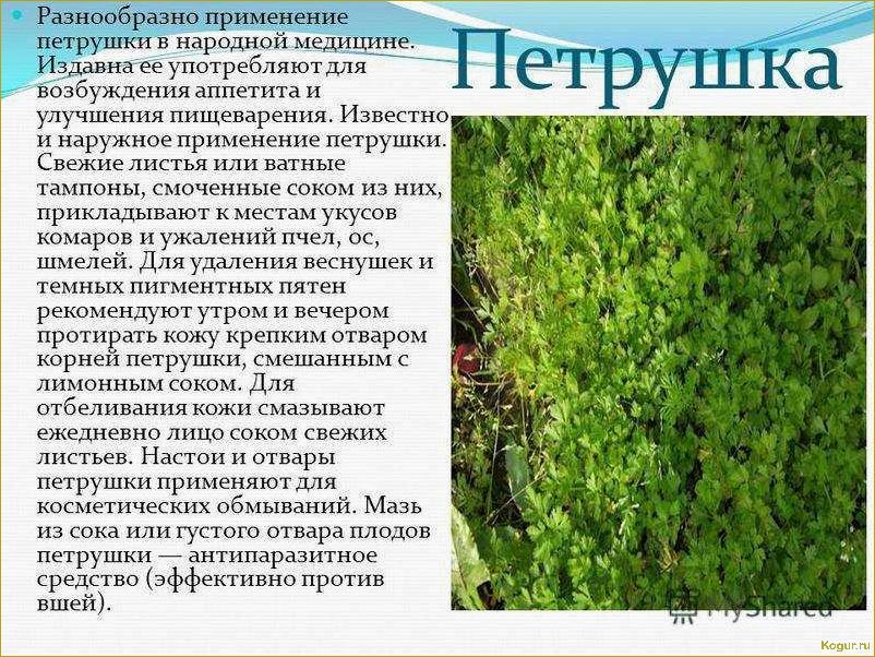 Полезные свойства петрушки: как правильно употреблять