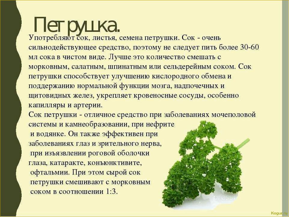 Полезные свойства петрушки: как правильно употреблять