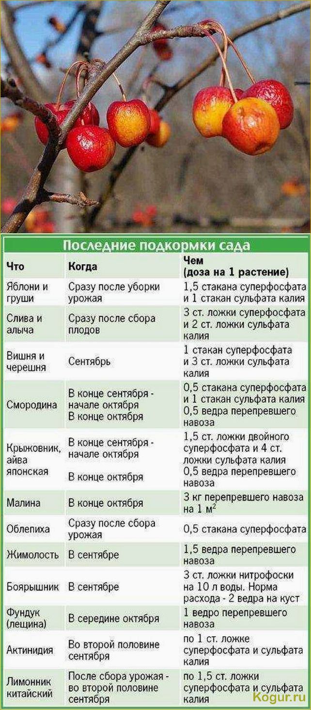 (правильно, подкормить, плодовые, кустарники, деревья) Как правильно подкормить плодовые кустарники и деревья весной