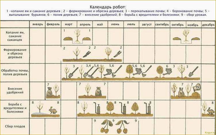(правильно, подкормить, плодовые, кустарники, деревья) Как правильно подкормить плодовые кустарники и деревья весной