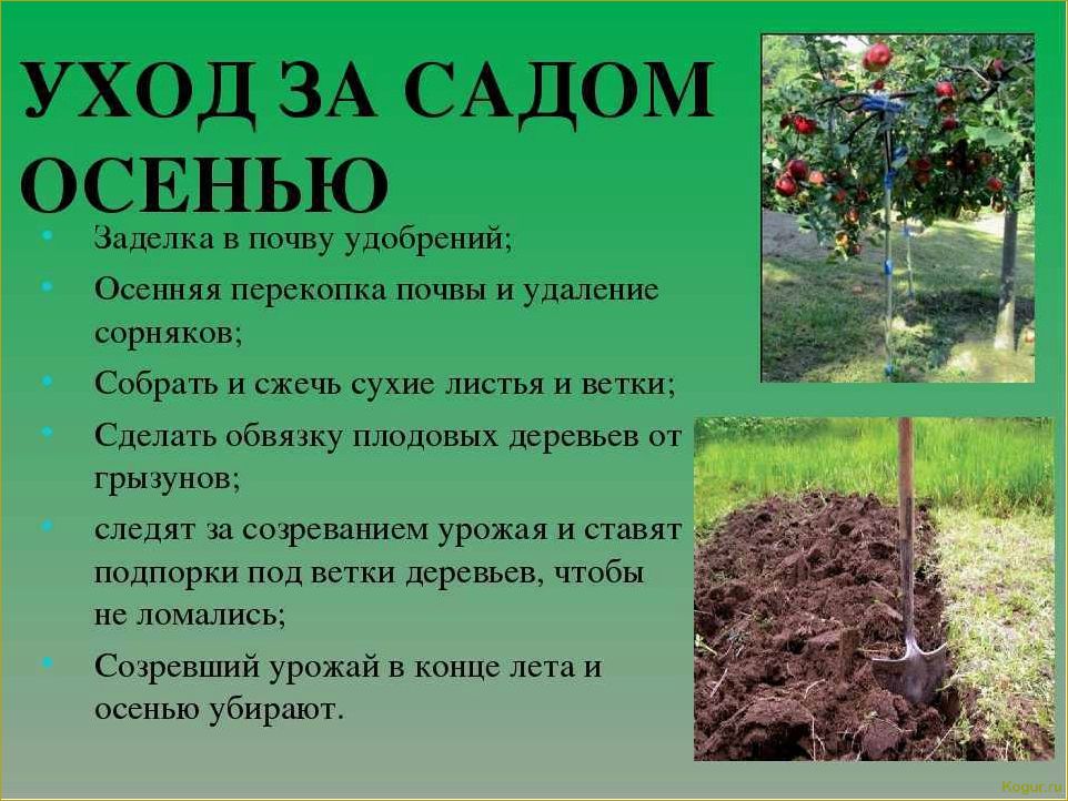 (правильно, подкормить, плодовые, кустарники, деревья) Как правильно подкормить плодовые кустарники и деревья весной