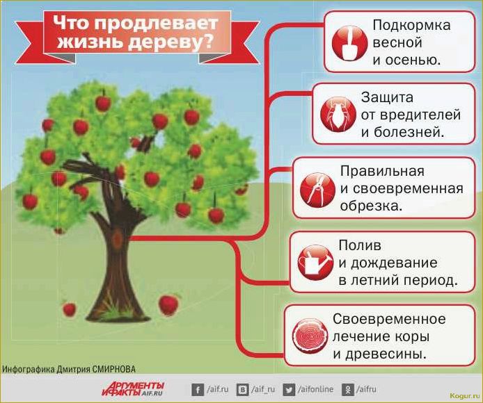 (правильно, подкормить, плодовые, кустарники, деревья) Как правильно подкормить плодовые кустарники и деревья весной