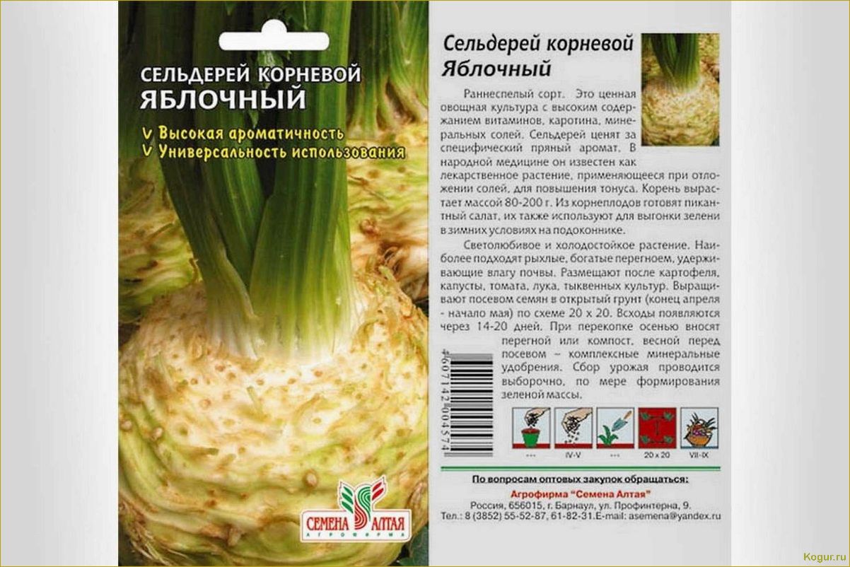 (правильно, вырастить, листовой, сельдерей, семян) Как правильно вырастить листовой сельдерей из семян: советы и рекомендации