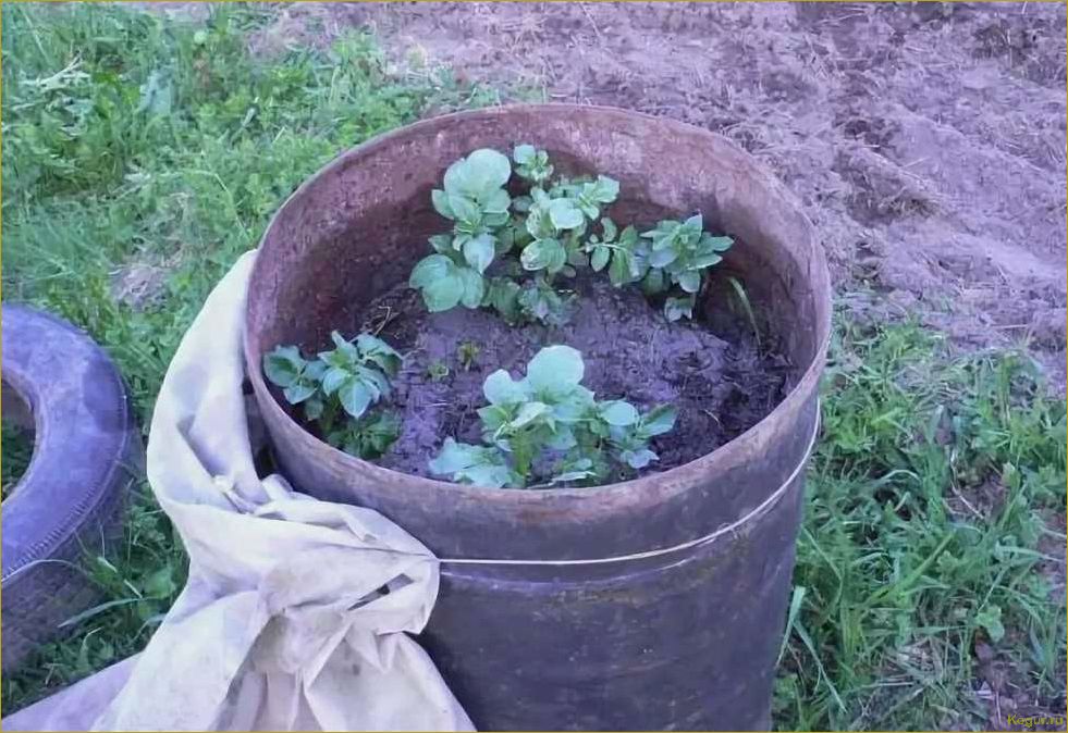 (выращивание, картофеля, бочке, особенности, посадки) Выращивание картофеля в бочке — особенности посадки, подкормки и ухода