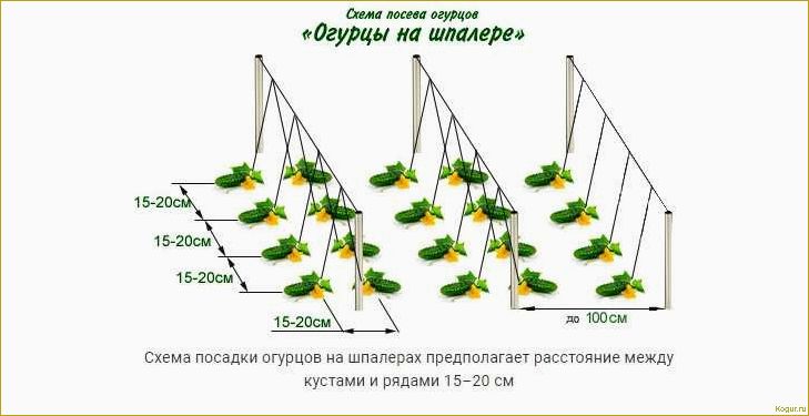 (выращивание, огурцов, открытом, грунте) Выращивание огурцов в открытом грунте