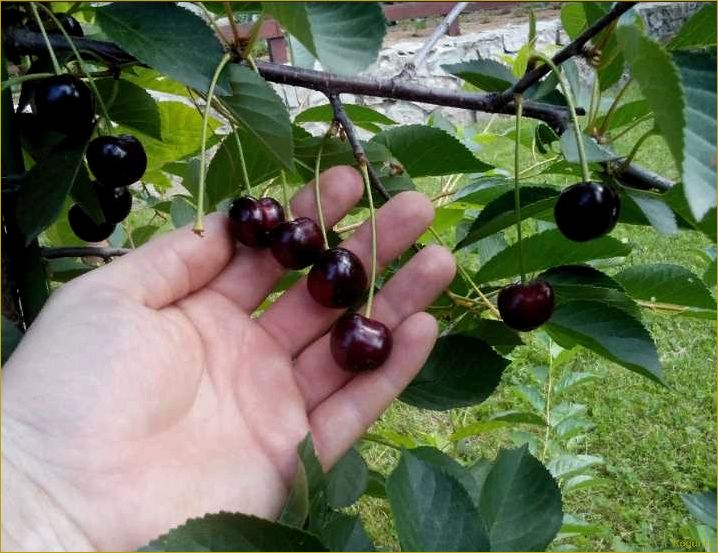 Вишня Харитоновская — удачный выбор садовода
