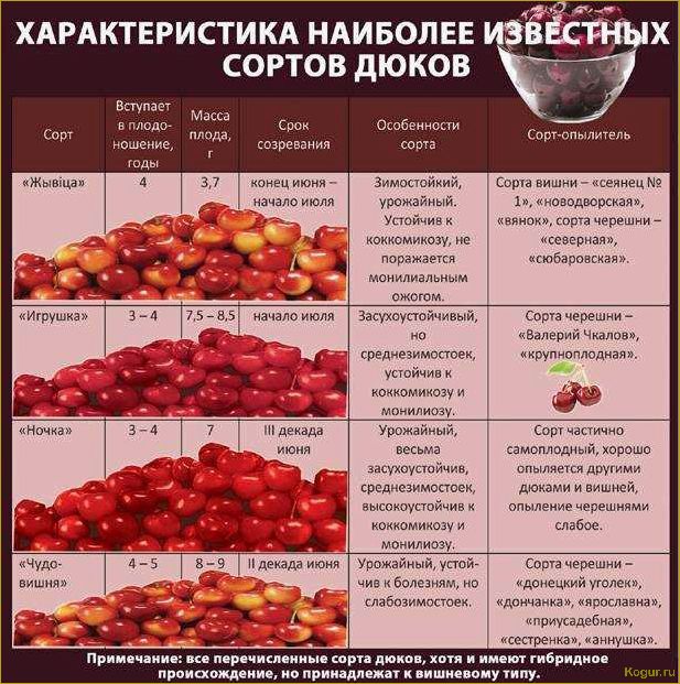 Вишня Харитоновская — удачный выбор садовода