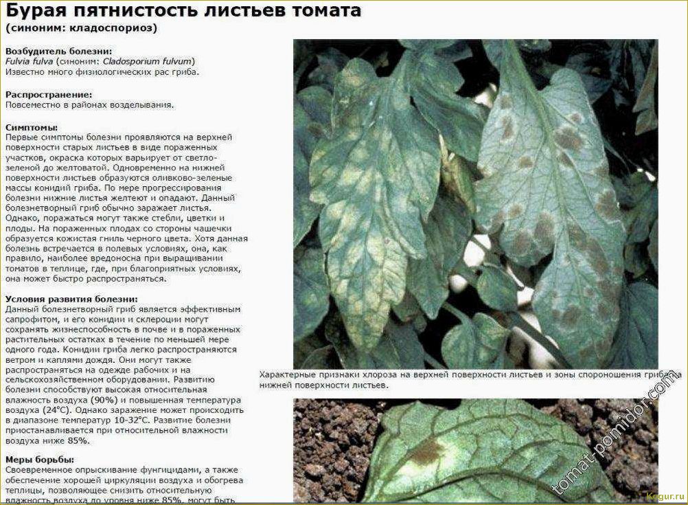 (вредители, баклажанов, способы, борьбы) Вредители баклажанов и способы борьбы с ними