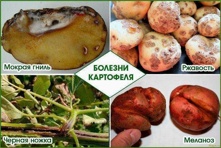 (избавиться, вредителей, картофеля, эффективные, методы) Как избавиться от вредителей картофеля: эффективные методы борьбы