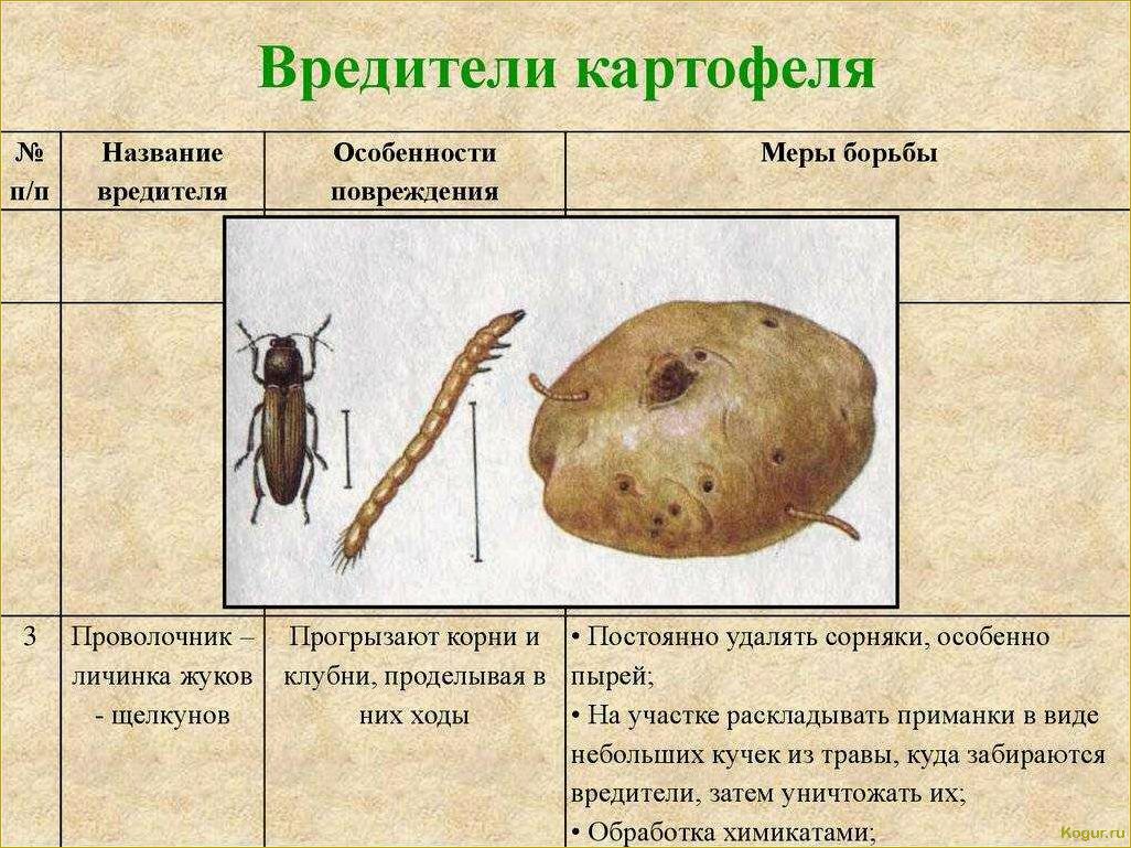 (избавиться, вредителей, картофеля, эффективные, методы) Как избавиться от вредителей картофеля: эффективные методы борьбы