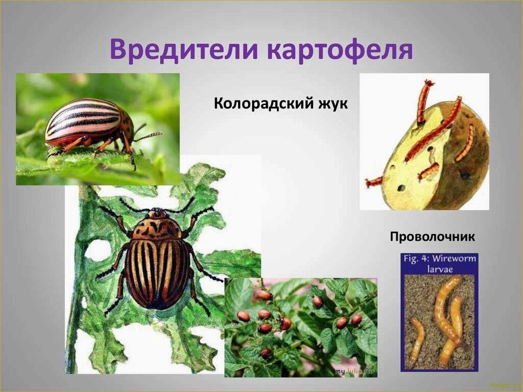 (избавиться, вредителей, картофеля, эффективные, методы) Как избавиться от вредителей картофеля: эффективные методы борьбы