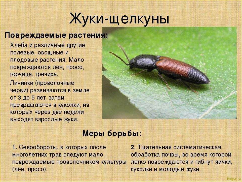 (избавиться, вредителей, картофеля, эффективные, методы) Как избавиться от вредителей картофеля: эффективные методы борьбы
