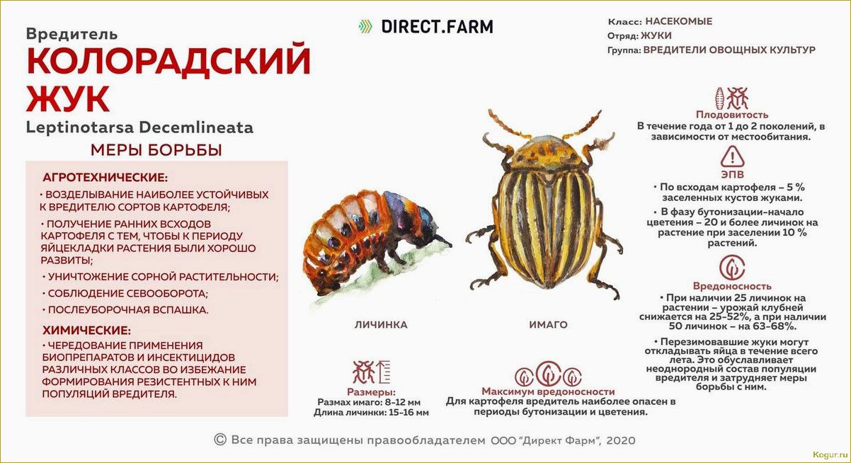 (избавиться, вредителей, картофеля, эффективные, методы) Как избавиться от вредителей картофеля: эффективные методы борьбы