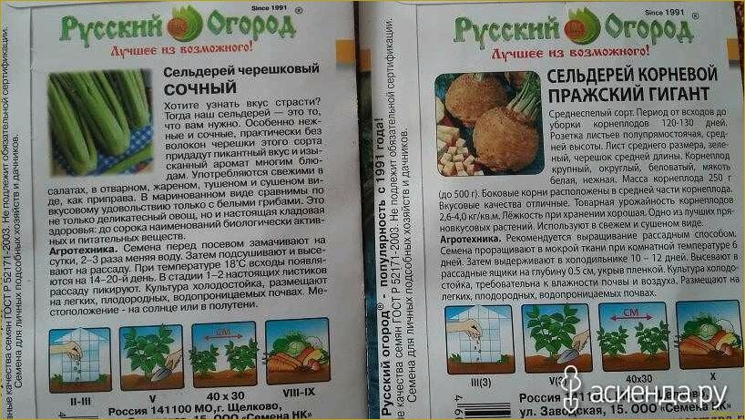 (правильно, вырастить, листовой, сельдерей, семян) Как правильно вырастить листовой сельдерей из семян: советы и рекомендации