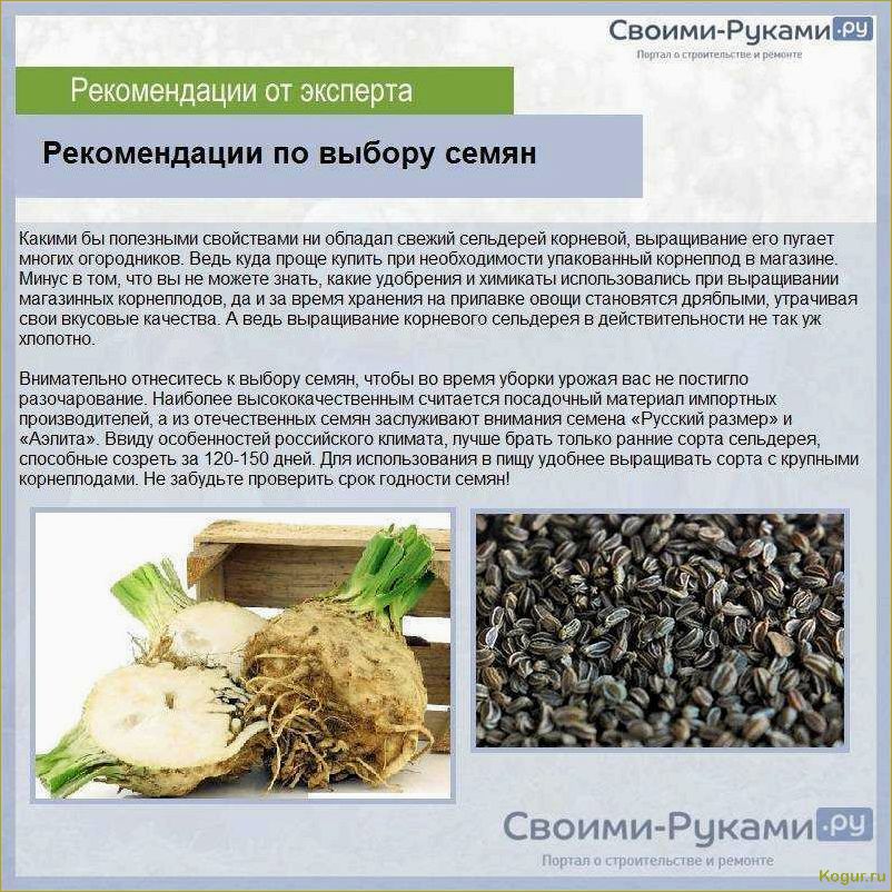 (правильно, вырастить, листовой, сельдерей, семян) Как правильно вырастить листовой сельдерей из семян: советы и рекомендации
