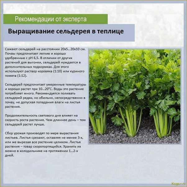 (правильно, вырастить, листовой, сельдерей, семян) Как правильно вырастить листовой сельдерей из семян: советы и рекомендации