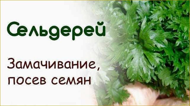 (правильно, вырастить, листовой, сельдерей, семян) Как правильно вырастить листовой сельдерей из семян: советы и рекомендации