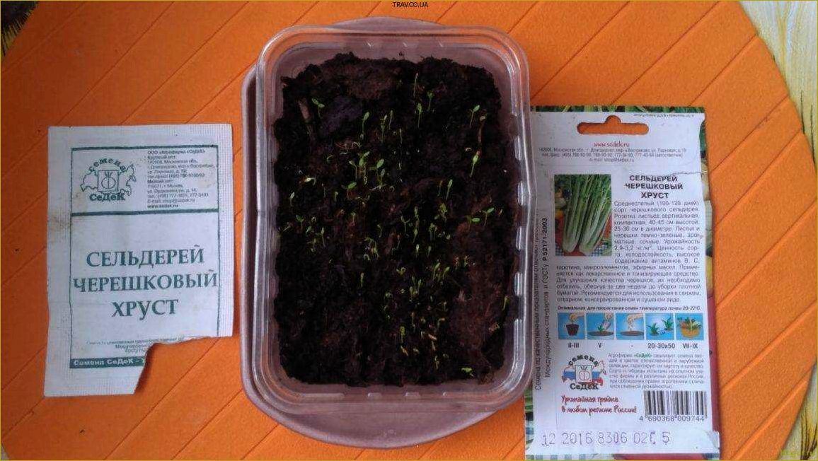 (правильно, вырастить, листовой, сельдерей, семян) Как правильно вырастить листовой сельдерей из семян: советы и рекомендации