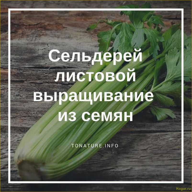 (правильно, вырастить, листовой, сельдерей, семян) Как правильно вырастить листовой сельдерей из семян: советы и рекомендации