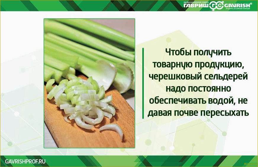 (правильно, вырастить, листовой, сельдерей, семян) Как правильно вырастить листовой сельдерей из семян: советы и рекомендации