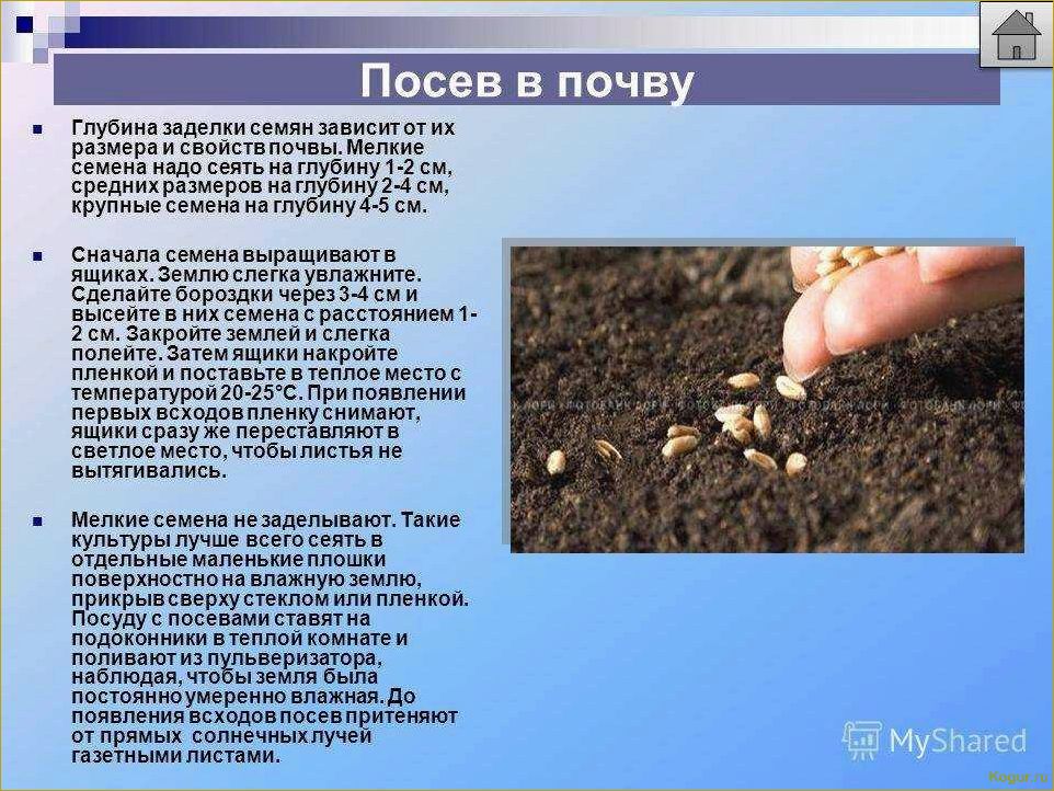 (выращивание, картофеля, бочке, особенности, посадки) Выращивание картофеля в бочке — особенности посадки, подкормки и ухода