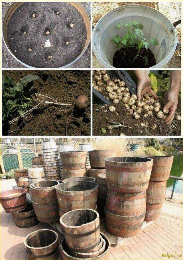 (выращивание, картофеля, бочке, особенности, посадки) Выращивание картофеля в бочке — особенности посадки, подкормки и ухода