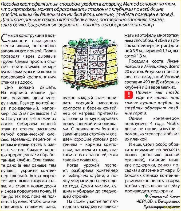 (выращивание, картофеля, бочке, особенности, посадки) Выращивание картофеля в бочке — особенности посадки, подкормки и ухода