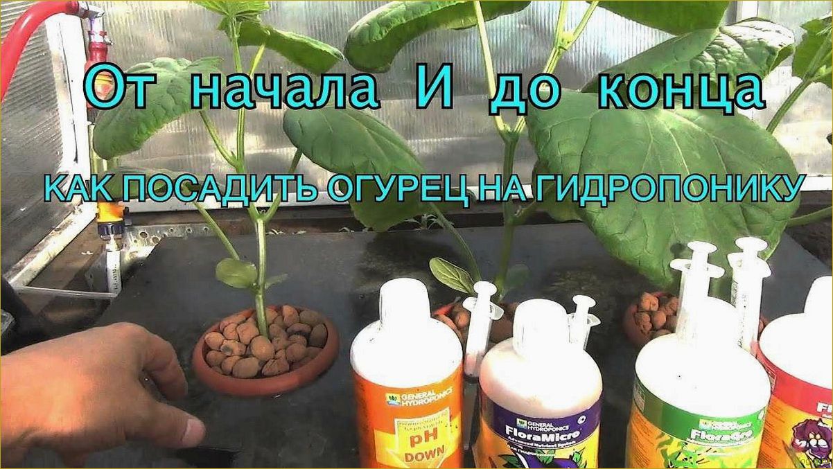 (выращивание, огурцов, гидропонике, привлекательный, способ) Выращивание огурцов на гидропонике: привлекательный способ получить свежие овощи