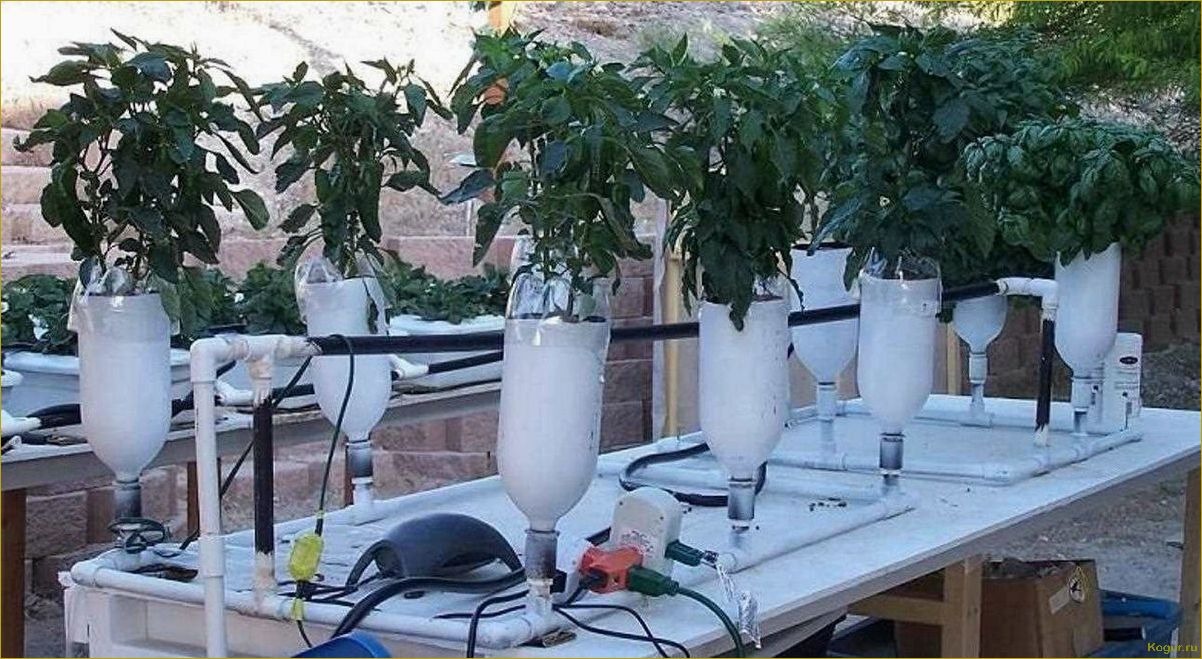 (выращивание, огурцов, гидропонике, привлекательный, способ) Выращивание огурцов на гидропонике: привлекательный способ получить свежие овощи
