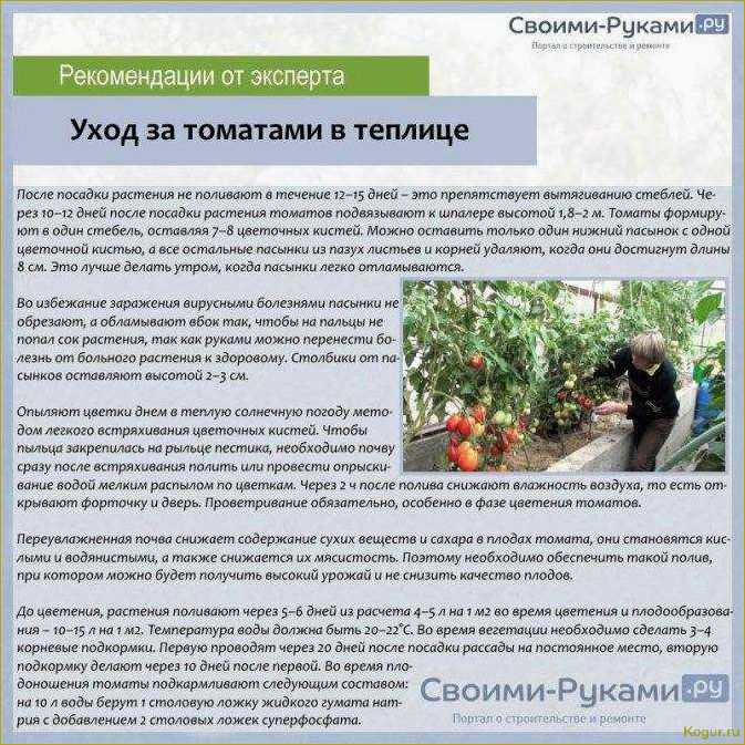 Выращивание сладкого перца в теплице — секреты хорошего урожая