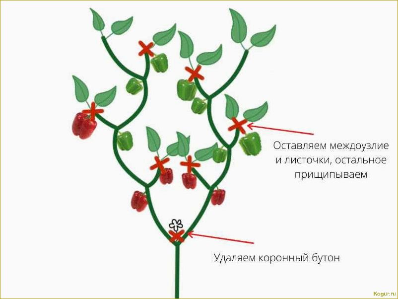 Выращивание сладкого перца в теплице — секреты хорошего урожая