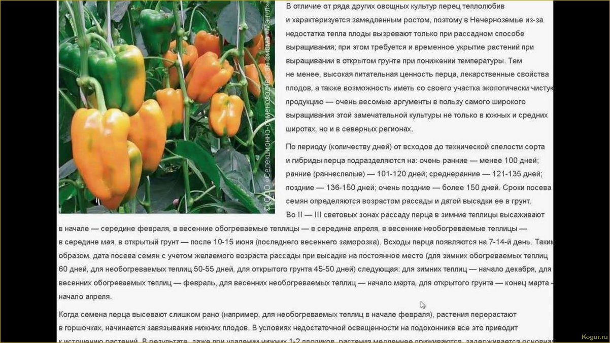 Выращивание сладкого перца в теплице — секреты хорошего урожая