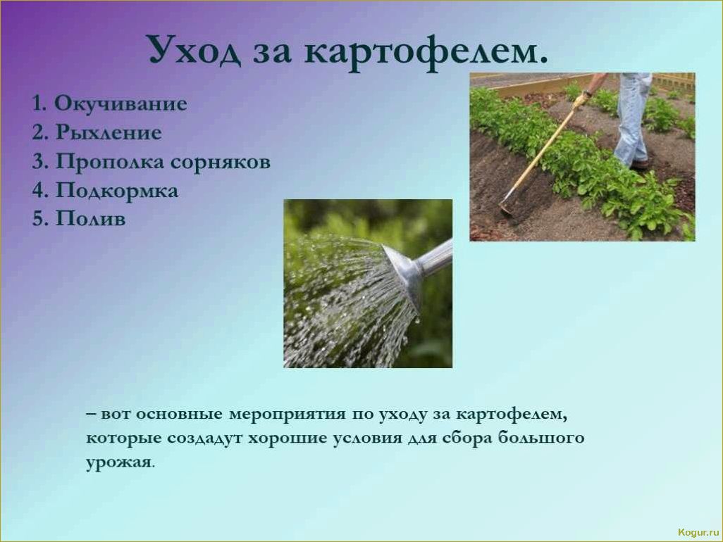 Зачем и как проводится окучивание растений на огороде
