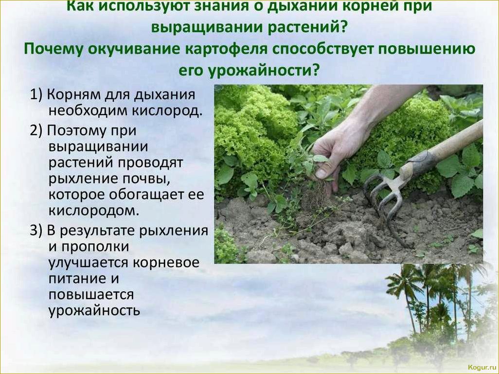 Зачем и как проводится окучивание растений на огороде